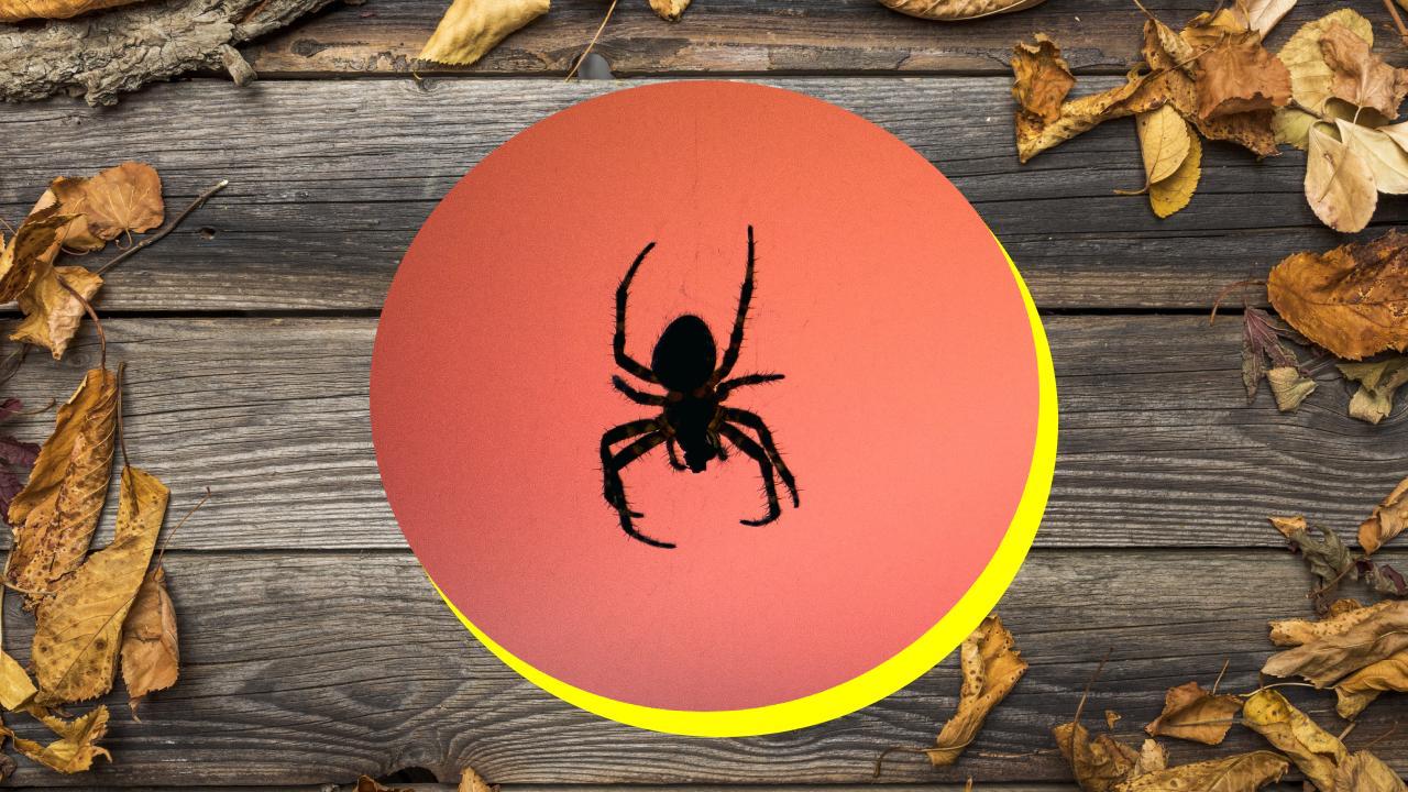 Insectos que aparecen en otoño