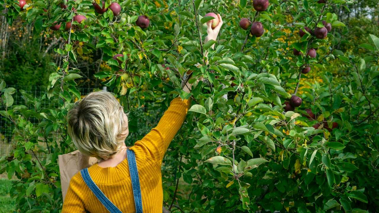 cultivar en tu huerto en septiembre
