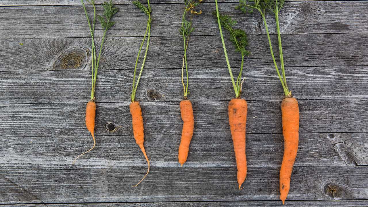 como revivir zanahorias pasadas