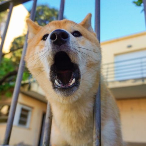 Tu perro le ladra a unas personas y a otras no