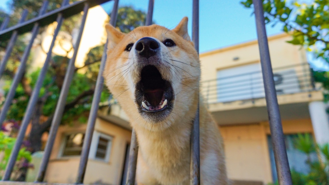 Tu perro le ladra a unas personas y a otras no