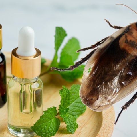 Aceites que limpian y eliminan cucarachas