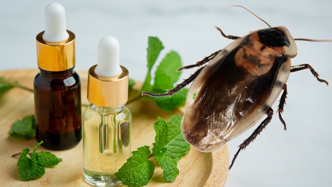 Aceites que limpian y eliminan cucarachas
