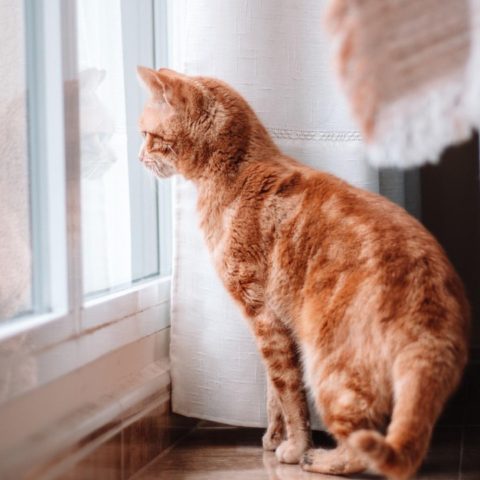 consecuencias de dejar salir a tu gato