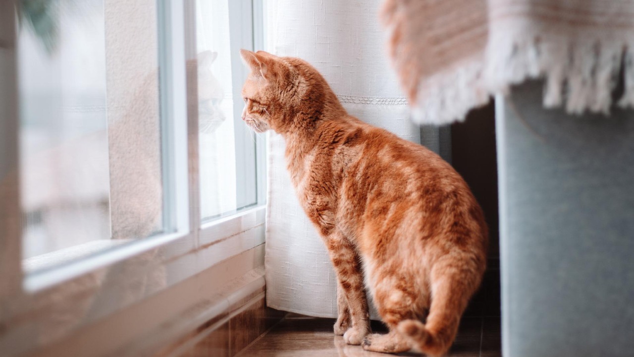 consecuencias de dejar salir a tu gato