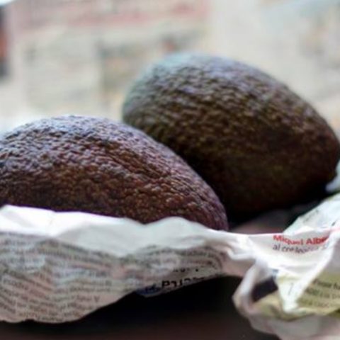 el aguacate se madura al envolverlo en periódico