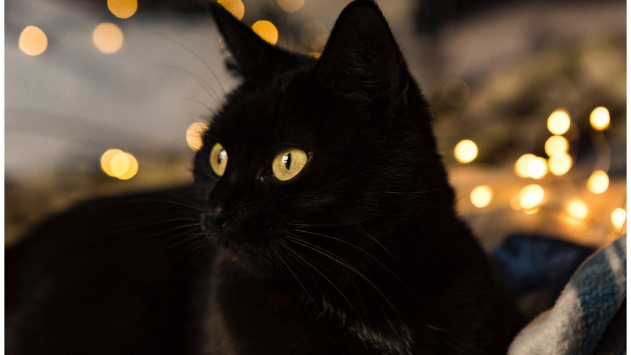 significado del color de los gatos