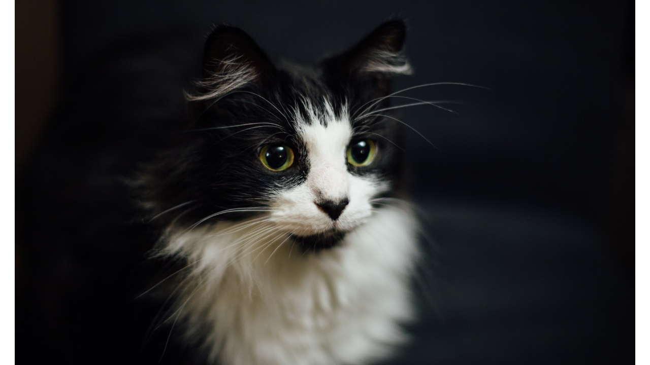 significado del color de los gatos