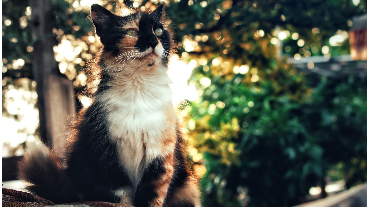 significado del color de los gatos