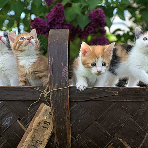 significado del color de los gatos