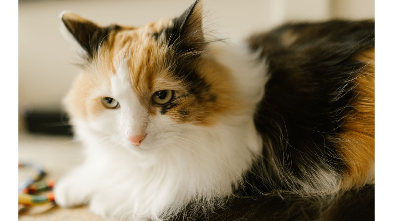 significado del color de los gatos