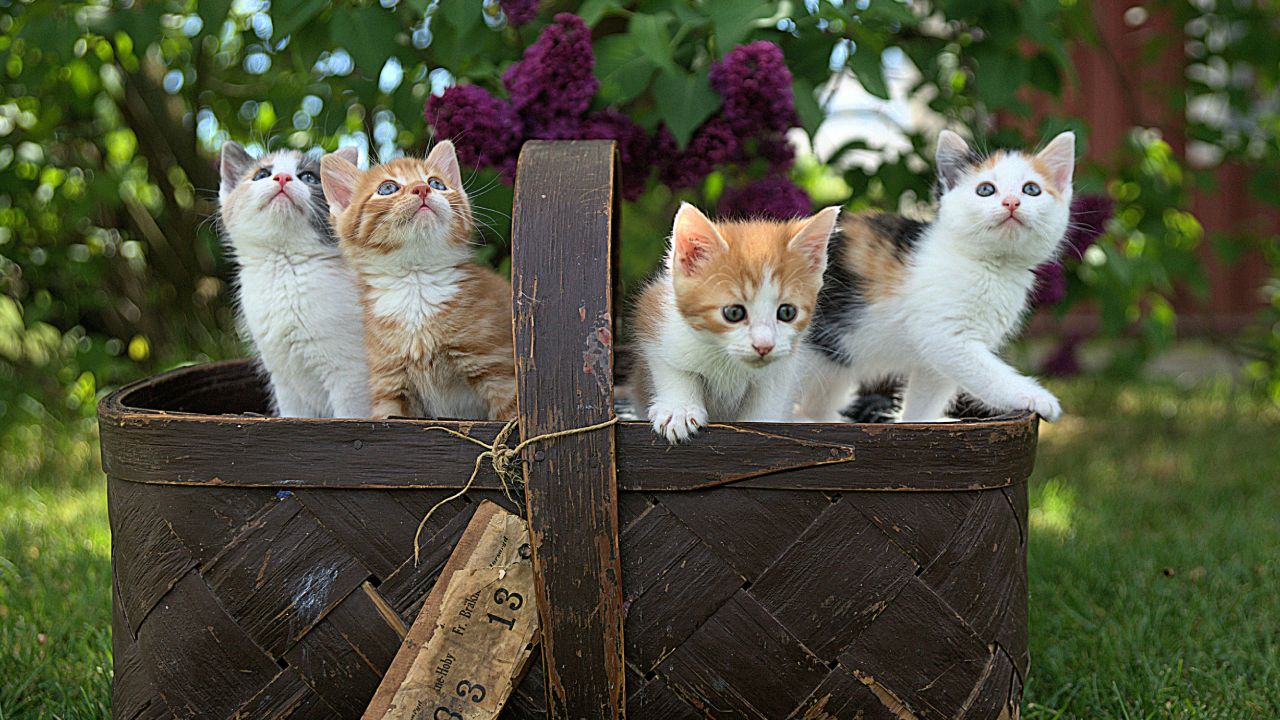 significado del color de los gatos