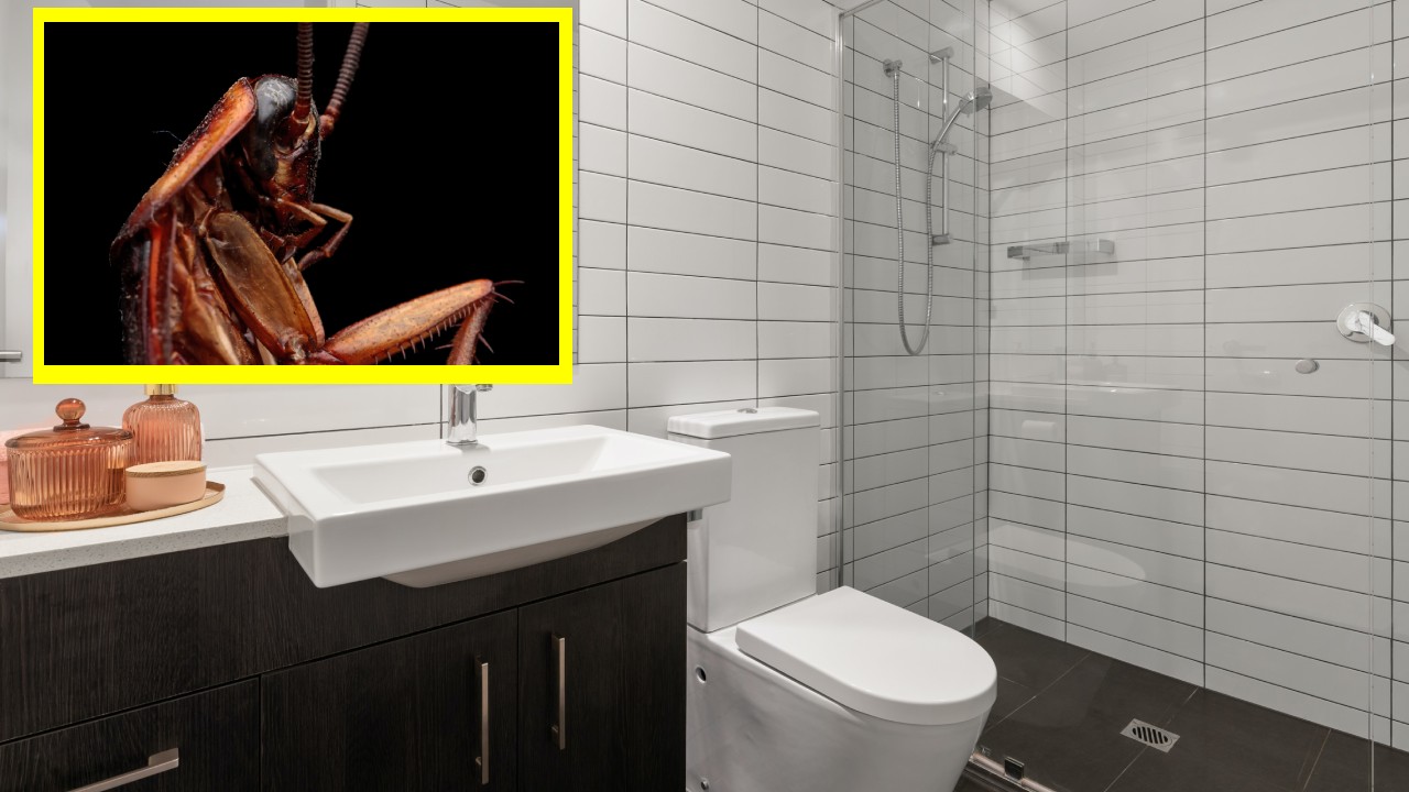 eliminar los nidos de cucarachas de la cañería