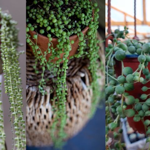 Fertilizante para planta rosario