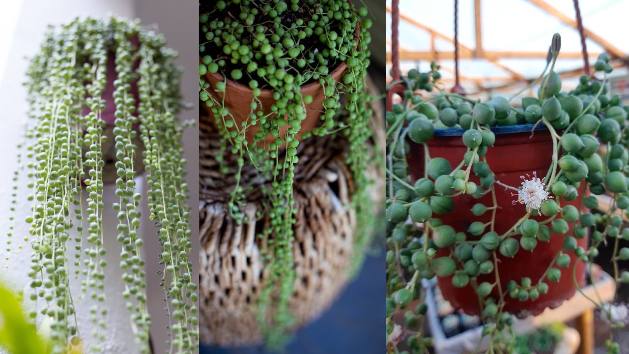 Fertilizante para planta rosario