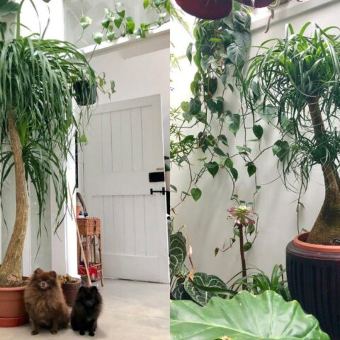 Multa por tener una pata de elefante