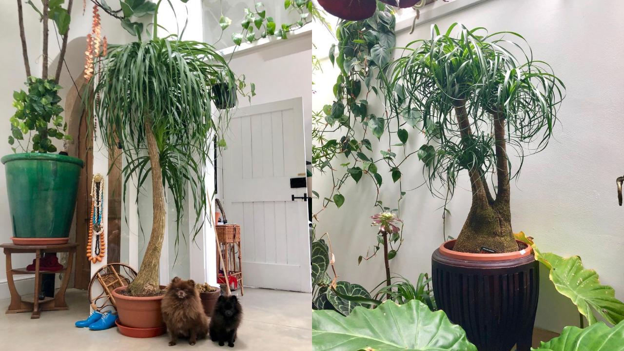 Multa por tener una pata de elefante