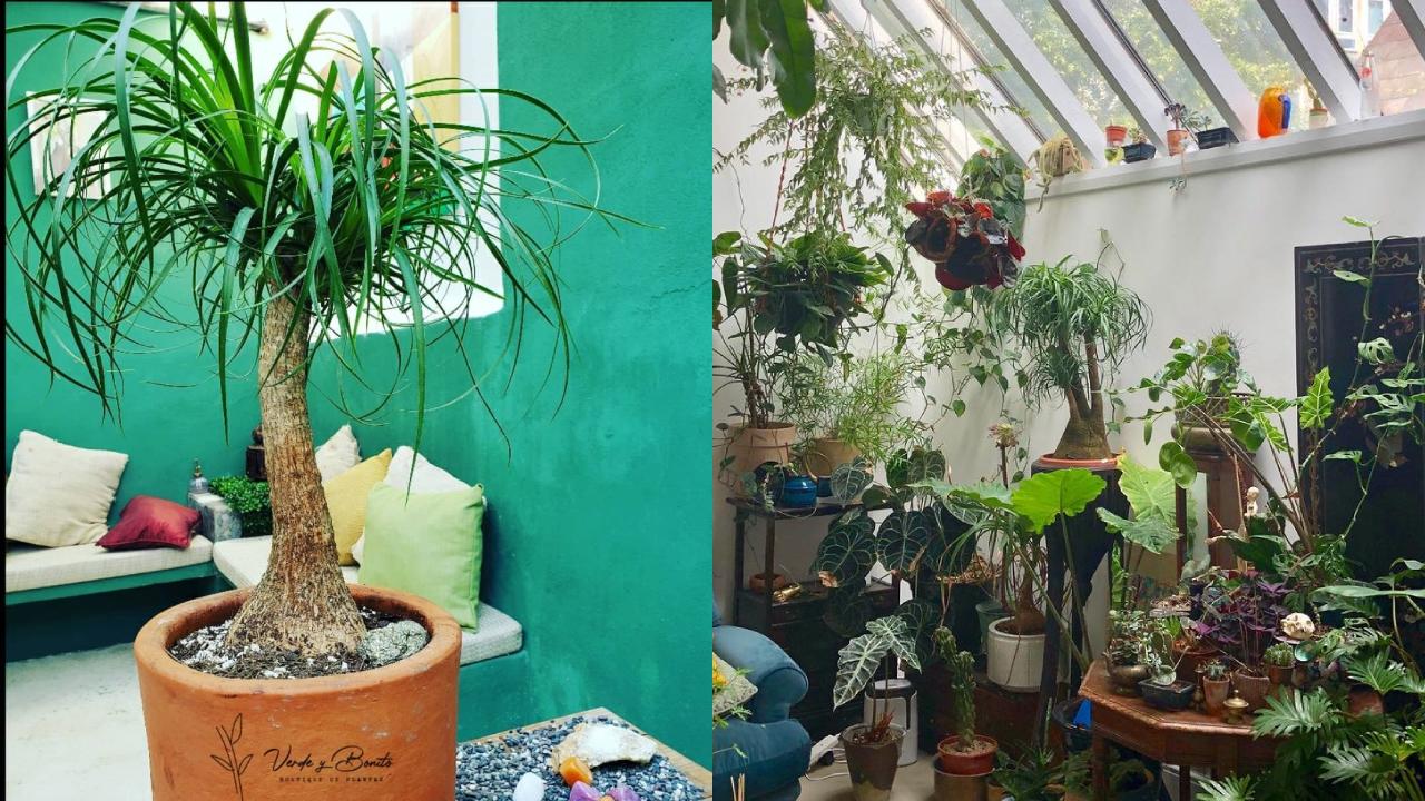 Multa por tener una pata de elefante