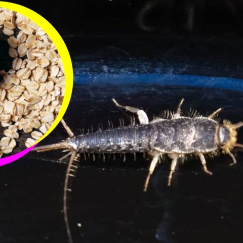 Trampa con avena para los pececillos de plata
