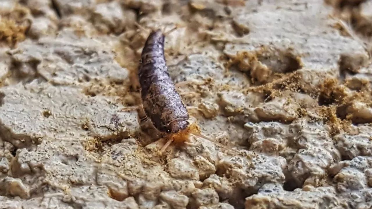 Trampa con avena para los pececillos de plata