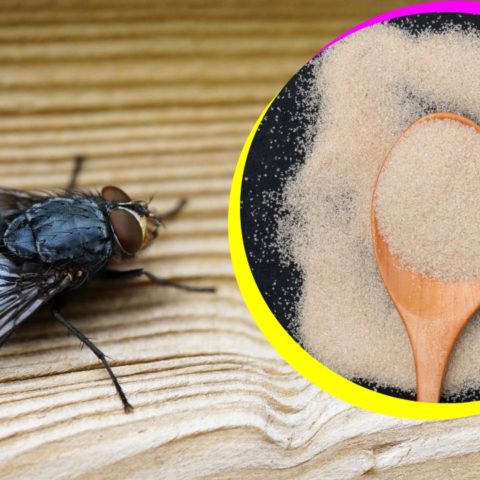 trampa con azúcar para moscas y mosquitos