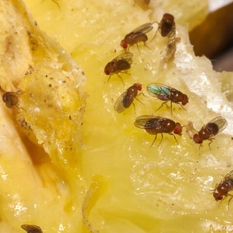 acabar con la mosca de la fruta