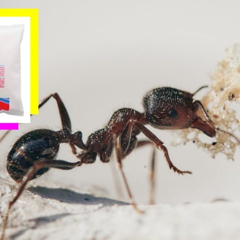 veneno para hormigas con azúcar y ácido bórico