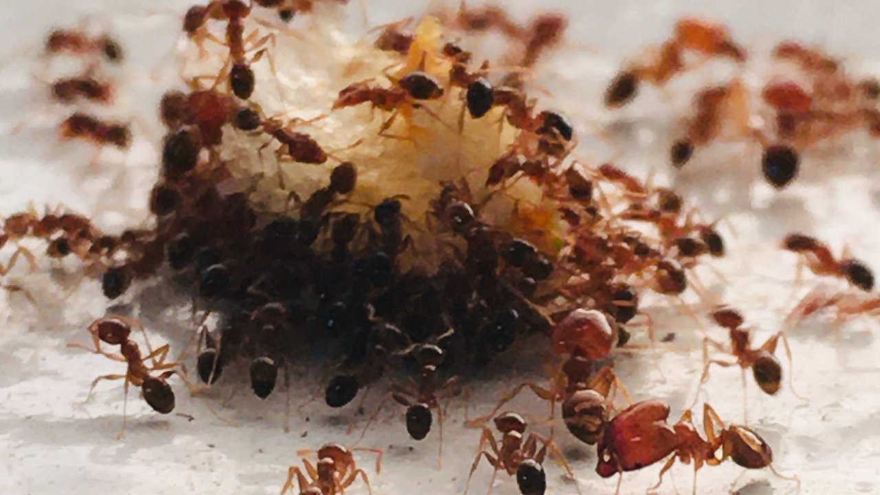 veneno para hormigas con azúcar y ácido bórico