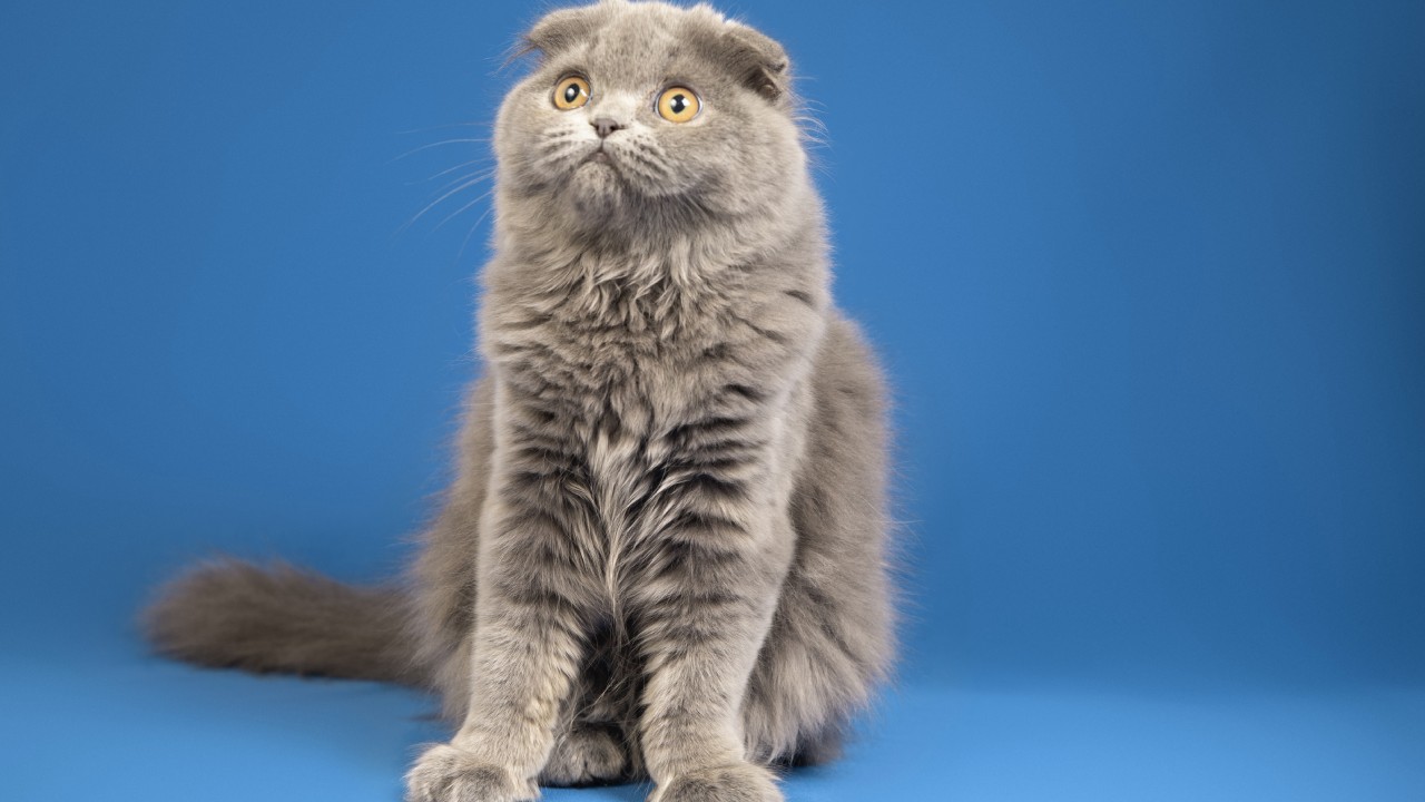 Vinagre para evitar que tu gato orine la casa