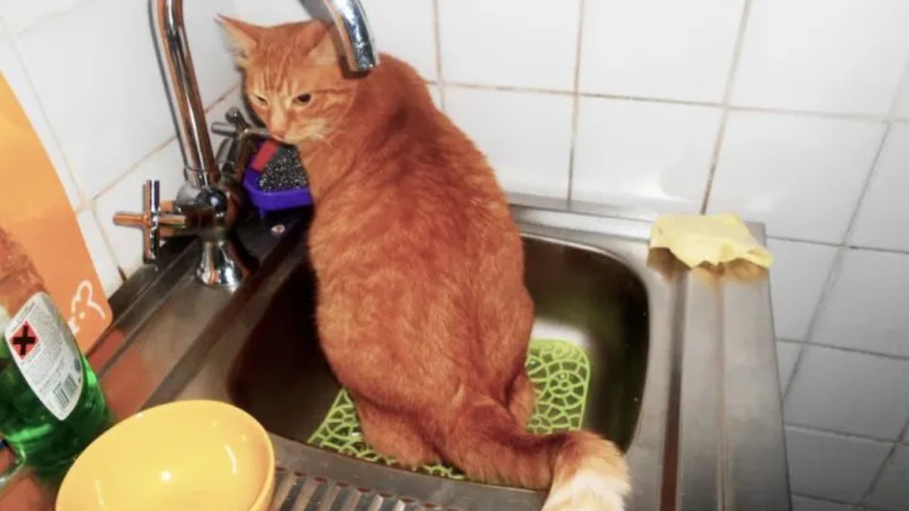 Vinagre para evitar que tu gato orine la casa