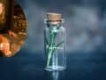 hierbas que necesitas para hacer poderosos rituales