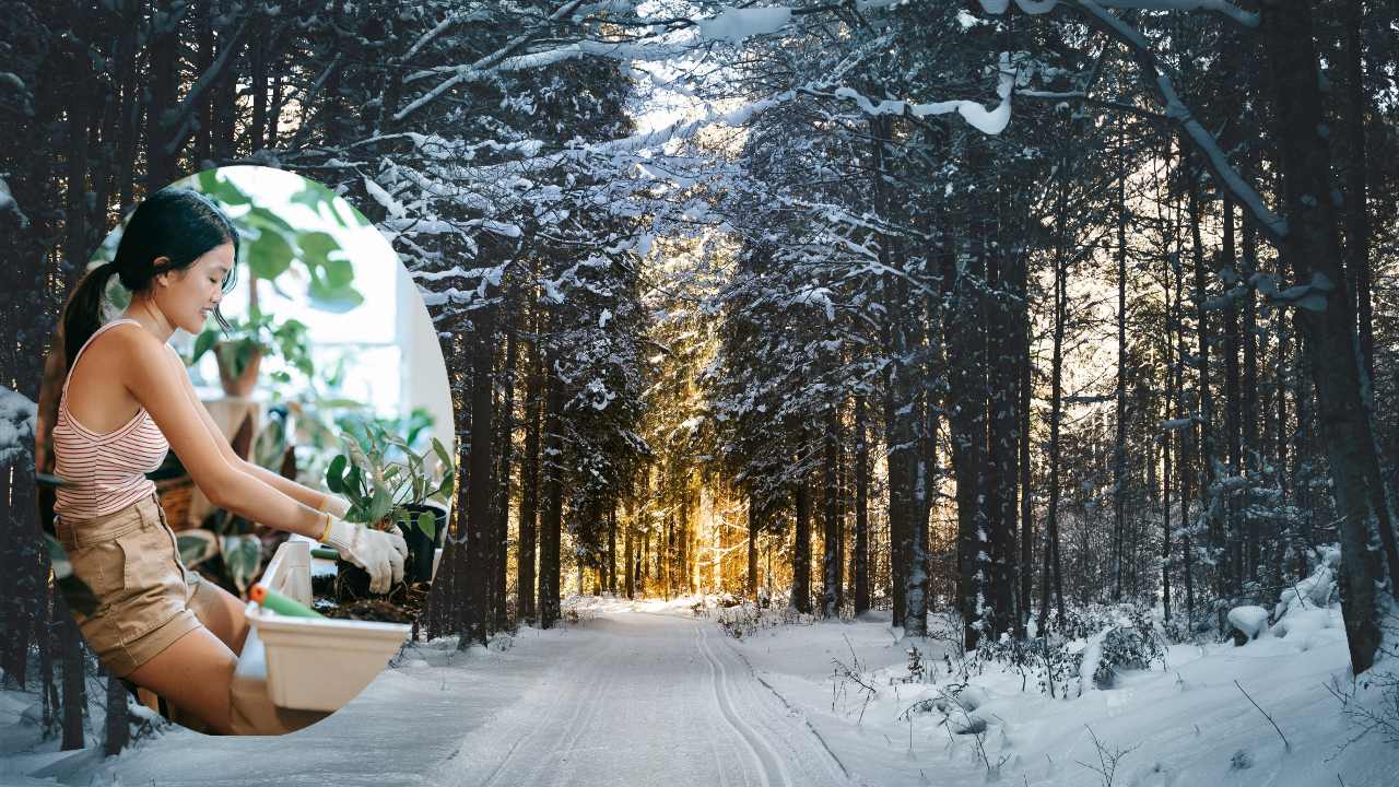 plantas no se marchiten en época de frío