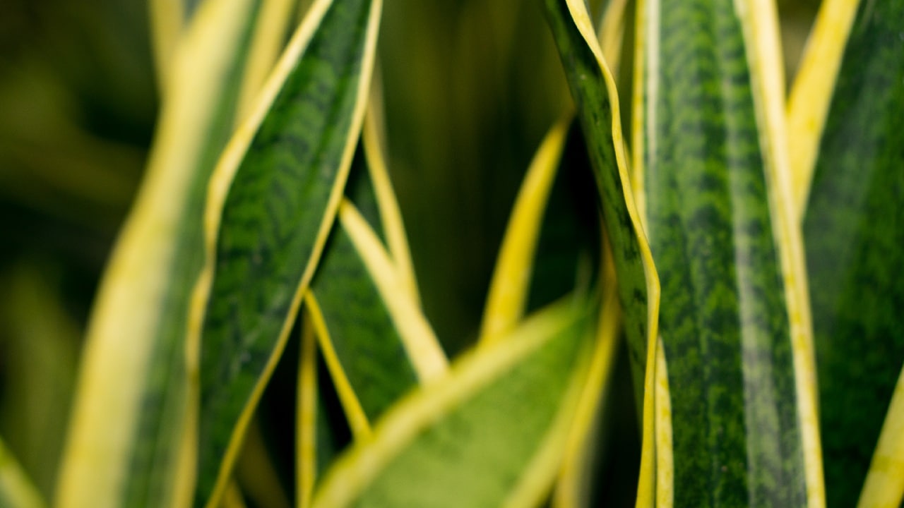 plantas ideales para libra