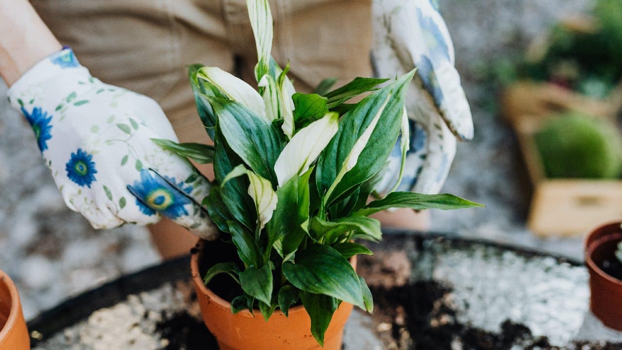 mejores plantas para libra