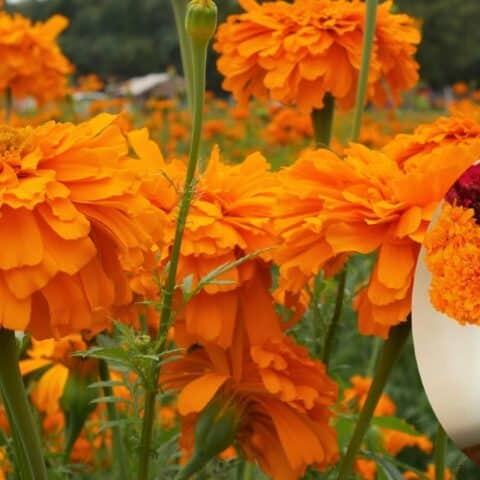flores de cempasúchil en florero duren muchas semanas