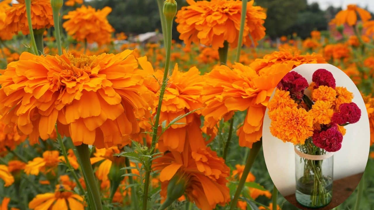 flores de cempasúchil en florero duren muchas semanas