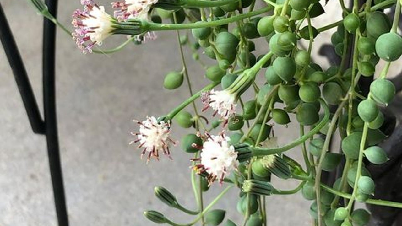 floración de la suculenta rosario