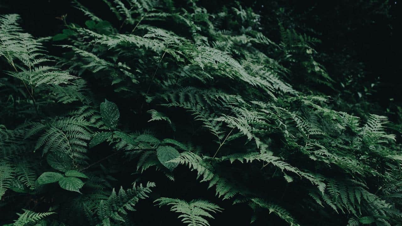 cómo cuidar los helechos