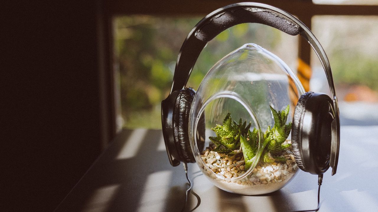 A las plantas les gusta la música