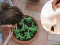 beneficios de poner bolsas de te en tu jardin