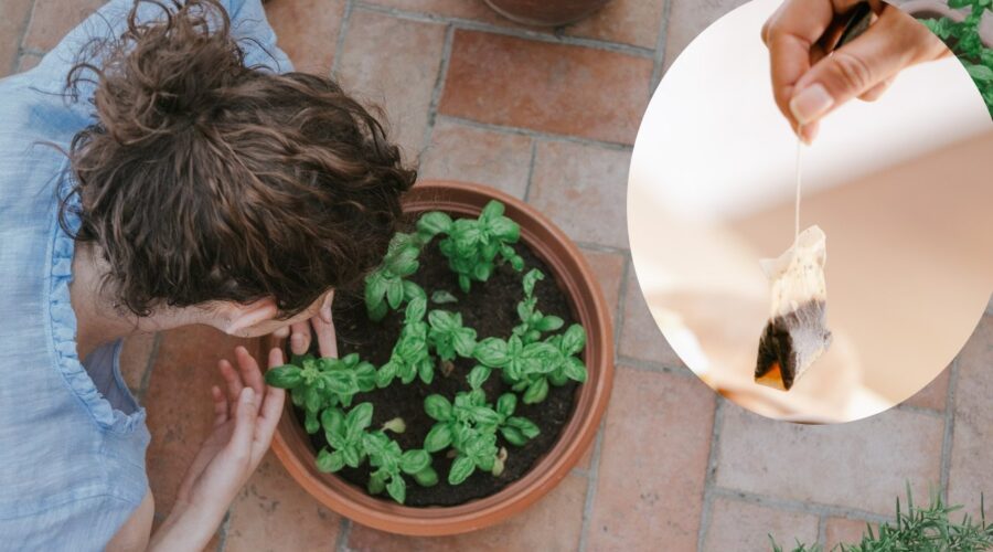 beneficios de poner bolsas de te en tu jardin