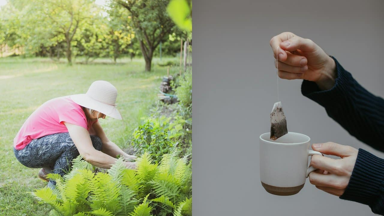 colocar bolsitas de té