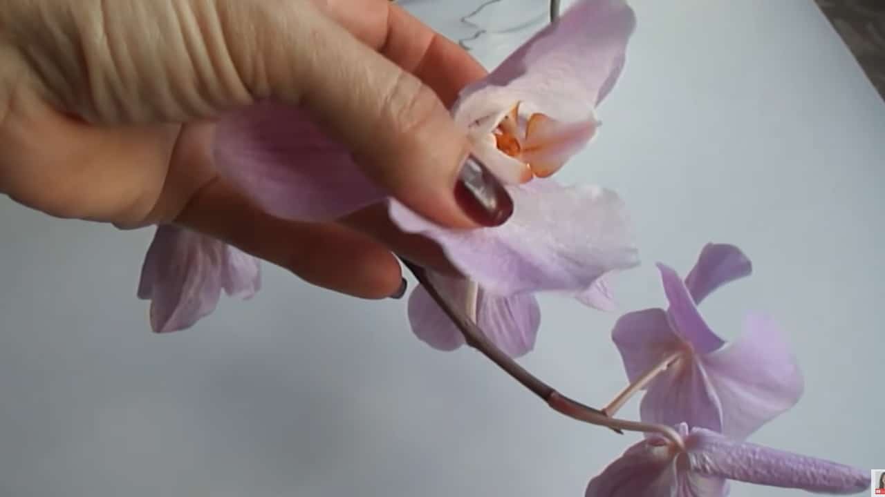 orquídea que se marchitó