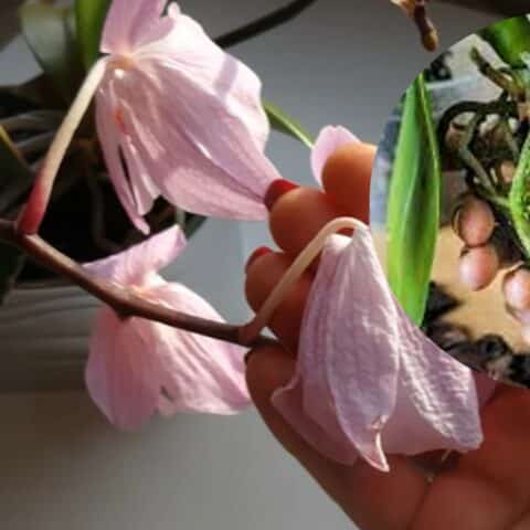 revivir una orquídea marchita