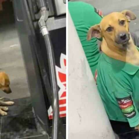 Adoptan a perrito en gasolinera