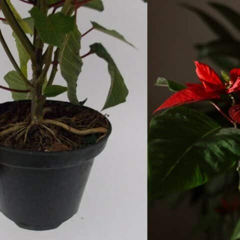 reproducir una flor de Nochebuena