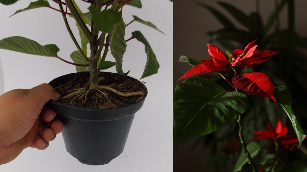 reproducir una flor de Nochebuena