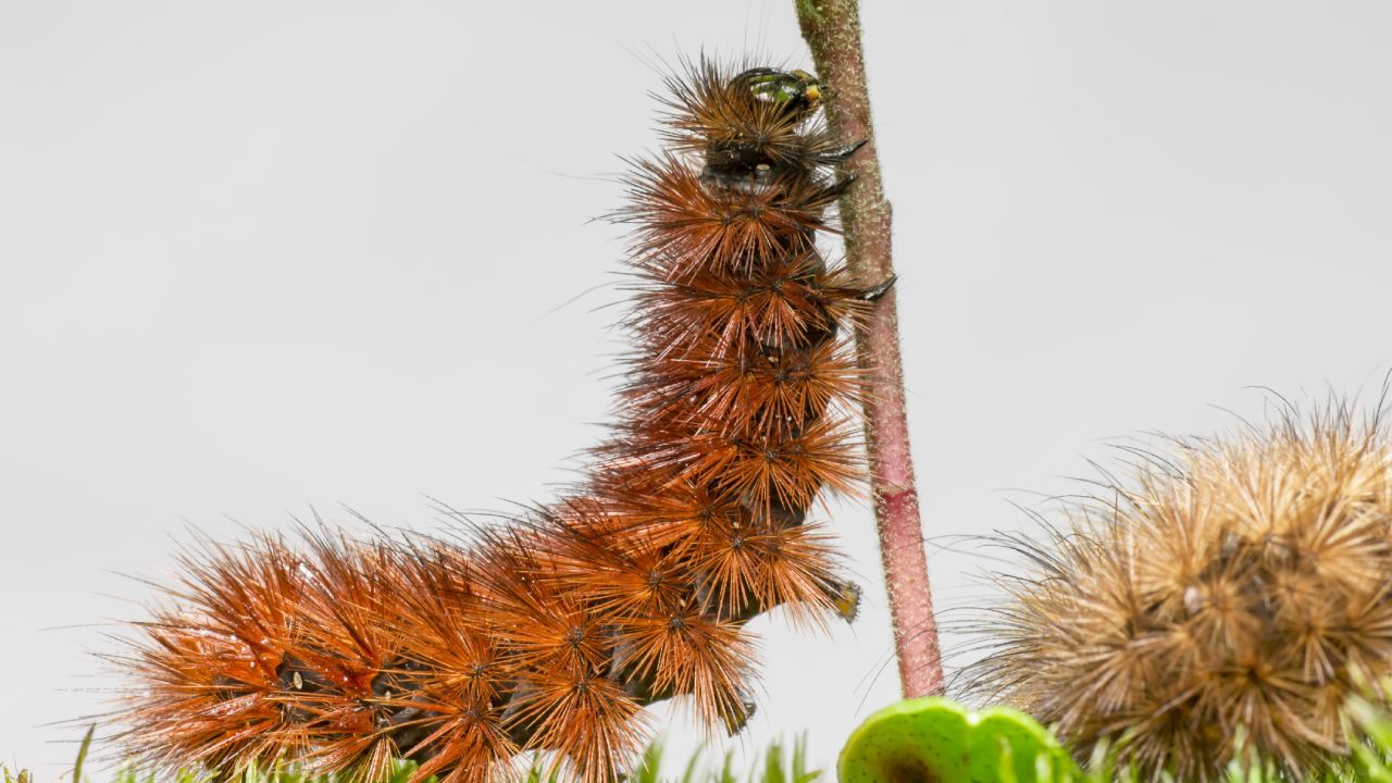Qué son los azotadores