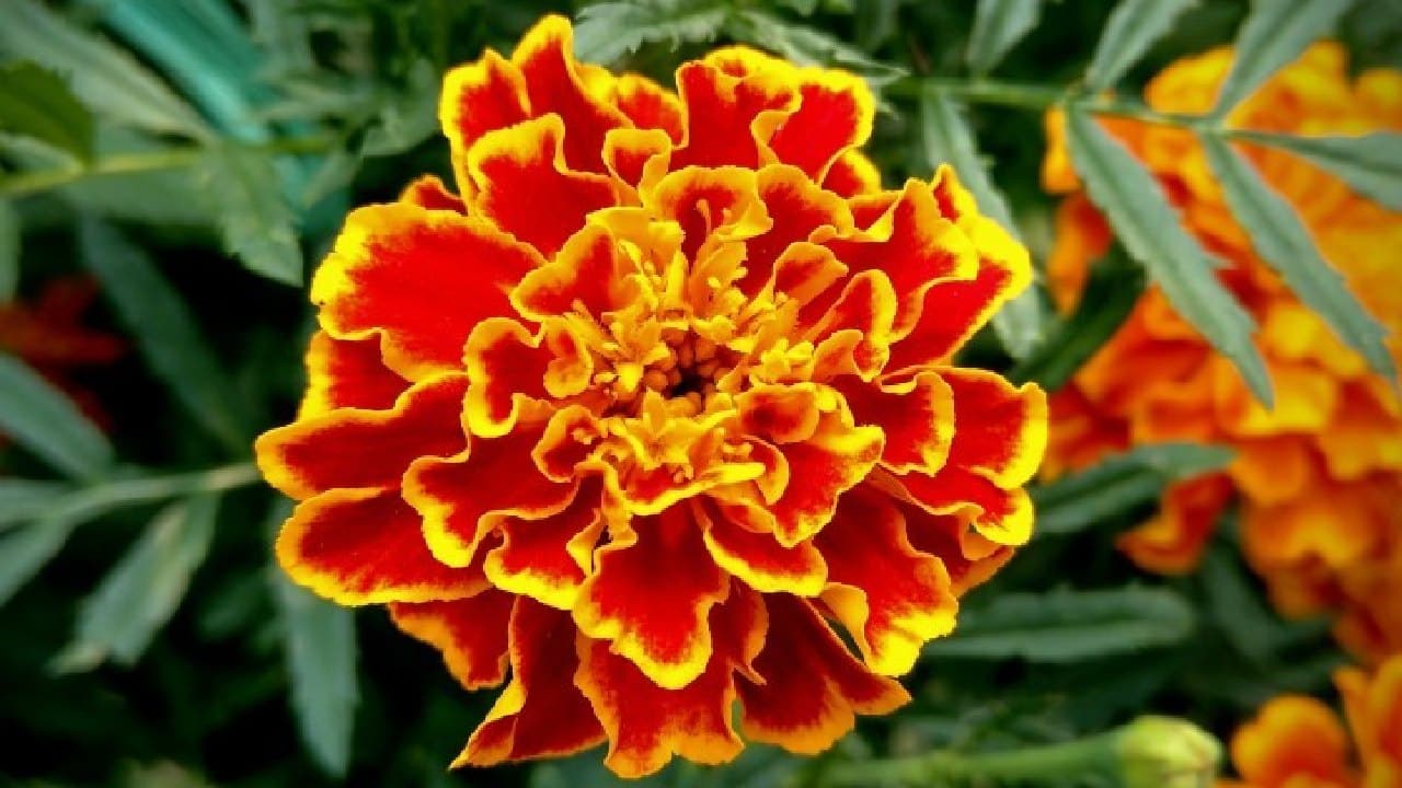 cuidados de clemolito