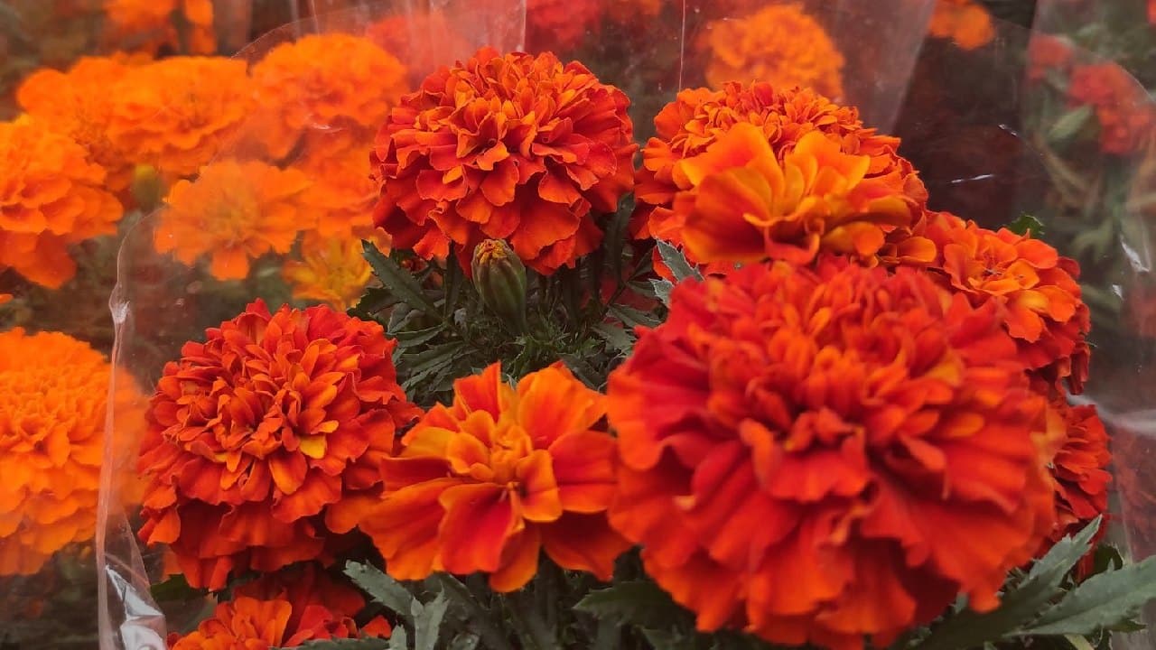 cempasuchil mexicano clemolito